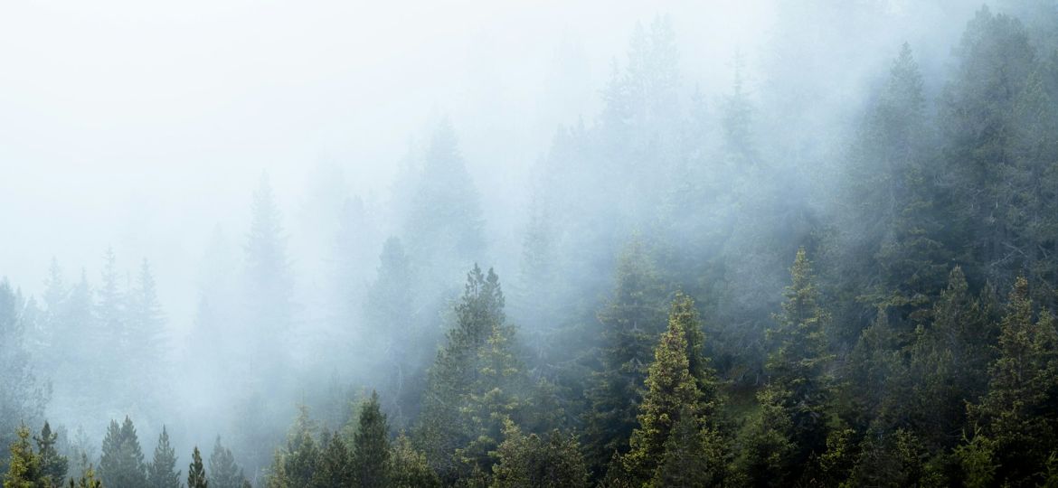 Foggy trees covered in a misty haze.