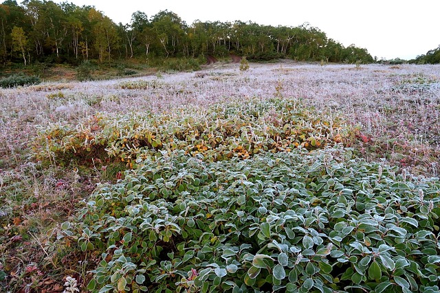 상강, 서리가 내리는 가을의 끝자락 🍂