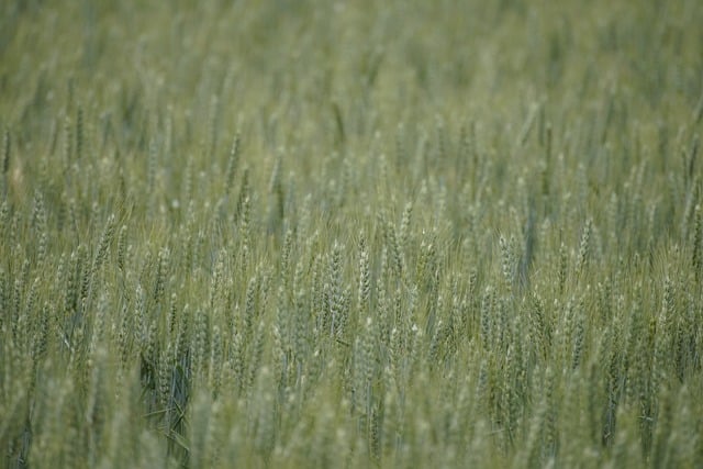 올팜 맞팜의 주요 특징과 작물 종류