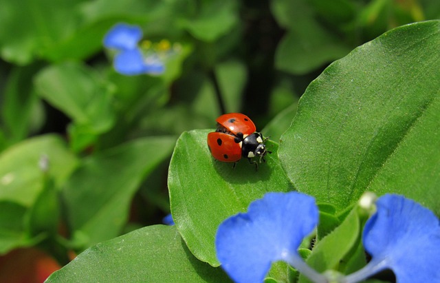 보키니 권연벌레, 과연 어떤 벌레일까요?
