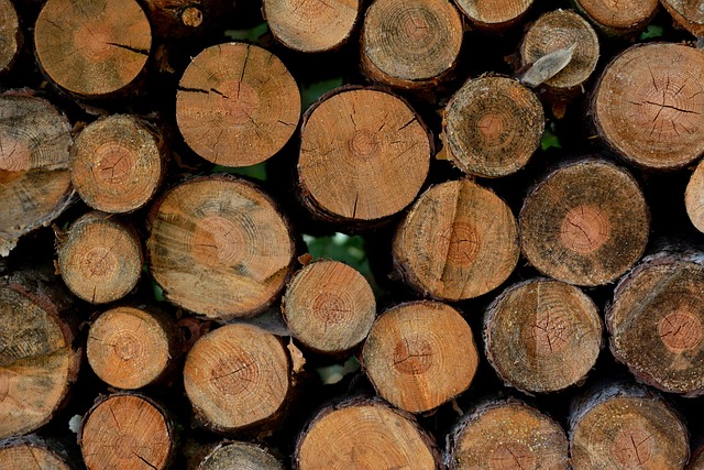 우리 집 곡물을 노리는 권연벌레의 특징과 피해